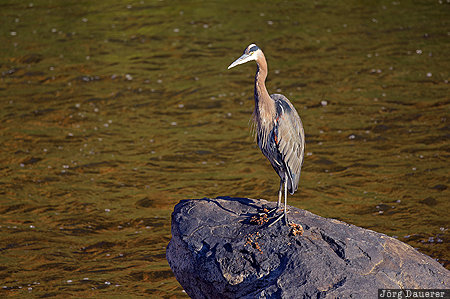 Great Blue Heron Oregon, Terrebonne, United States, USA, animal, bird, Crooked River, Vereinigte Staten, OR