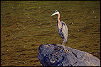 Great Blue Heron