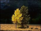 Colorful Tree