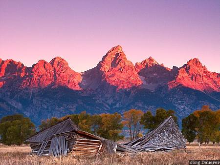 Old Barn morning, Fall color, barn, old collapsed barn, Grand Teton National Park, Wyoming, United States, USA, Vereinigte Staten, WY