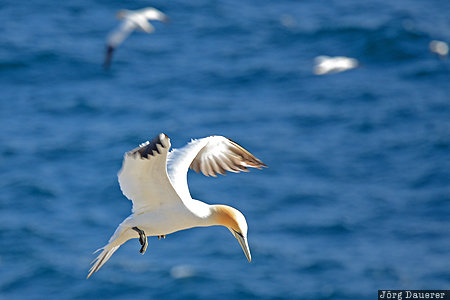 CAN, Canada, Cape St. Mary's, Newfoundland, animal, Avalon Peninsula, Basst&Atilde;&para;lpel, Newfoundland and Labrador, Kanada
