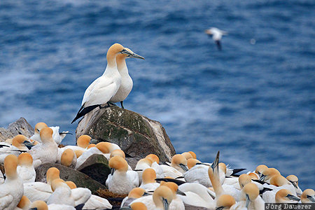 Northern Gannets CAN, Canada, Cape St. Mary's, Newfoundland, animal, Avalon Peninsula, basstölpel, Newfoundland and Labrador, Kanada