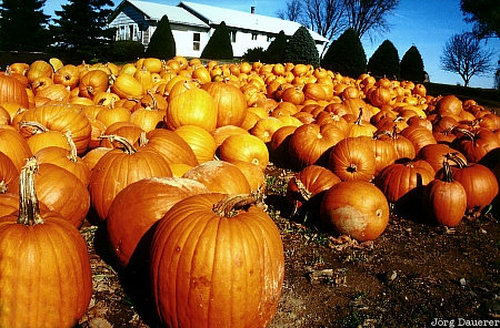 pumpkins, Canada, New Brunswick, autumn, Kanada
