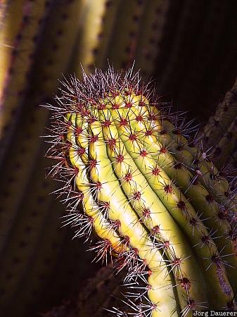 United States, Arizona, Ajo, Cactus, detai, Lukeville, needles, USA, Vereinigte Staten, AZ