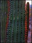 Organ pipe cactus
