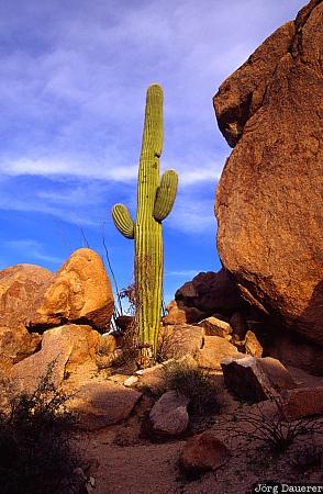 saguaro, Saguaro National Park, Tucson, Arizona, United States, rock, rocks, USA, Vereinigte Staten, AZ