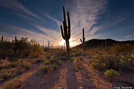 Arizona, Avra, Tucson, United States, USA, back-lit, blue sky, Vereinigte Staten, AZ