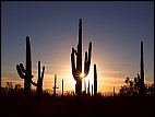 Saguaro sunset