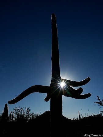 saguaro, Saguaro National Park, sun, star, silhouette, Arizona, Tucson