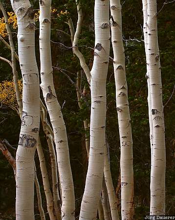 Nevada, United States, aspen, trunk, white, tree, wood, USA, Vereinigte Staten, NV