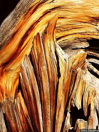 Bristlecone Pine Nevada, United States, Bristlecone Pine, ancient Bristlecone Pine, tree, wood, detail, USA, Vereinigte Staten, NV