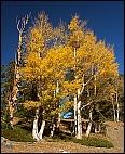 Fall Colors