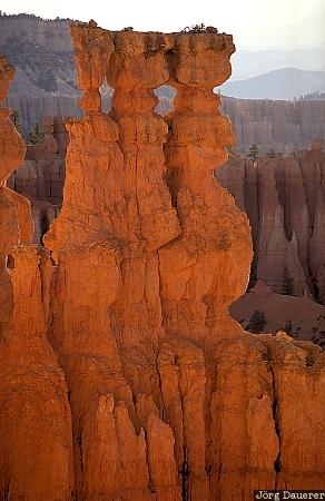 hoodoos, Bryce canyon national park, sunrise, Utah, United States, tele lens, morning light, USA, Vereinigte Staten, UT
