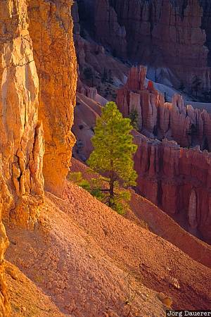 Tree and Hoodoos hoodoos, bryce canyon national park, sunrise, tree, Utah, United States, morning light, USA, Vereinigte Staten, UT