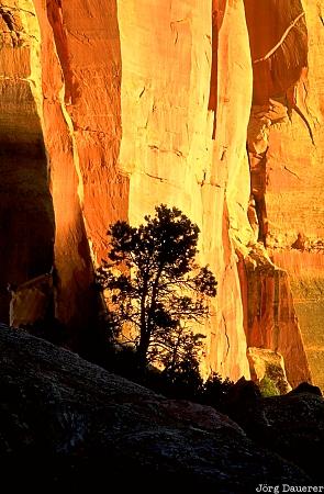 Capitol Reef National Park, tree, sunset, silhouette, Utah, United States, evening light, USA, Vereinigte Staten, UT
