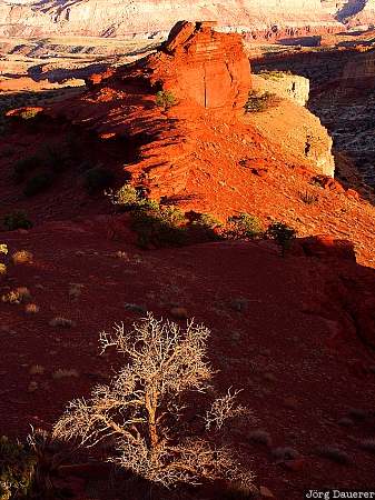 Capitol Reef National Park, Utah, sunset, rock, sandstone, United States, evening light, USA, Vereinigte Staten, UT
