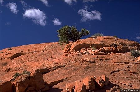 Canyonlands National Park, Island in the Sky district, Tree on a Rock, clouds, Utah, United States, Wolken, USA, Vereinigte Staten, UT