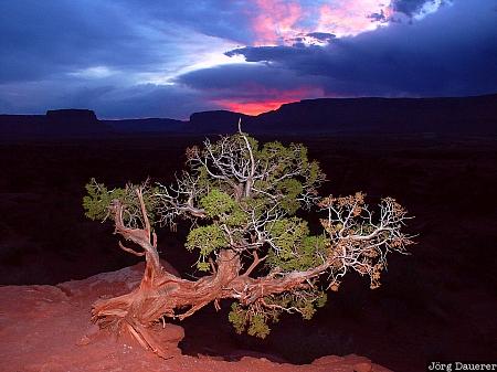 rocks, sunset, tree, flash, Fisher Towers, Utah, Moab, United States, USA, Vereinigte Staten, UT