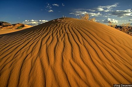 Coral Pink Sand Dunes, state park, desert, Kanab, Utah, United States, sand, USA, Vereinigte Staten, UT