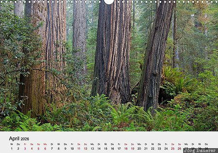 Redwood National Park, Humboldt County, California, USA, calendar, April, German, United States, Vereinigte Staten, Kalifornien, CA