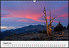 Calendar California August: Ancient Bristlecone Pine Forest