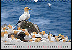 Calendar Neufundland September: Northern Gannets