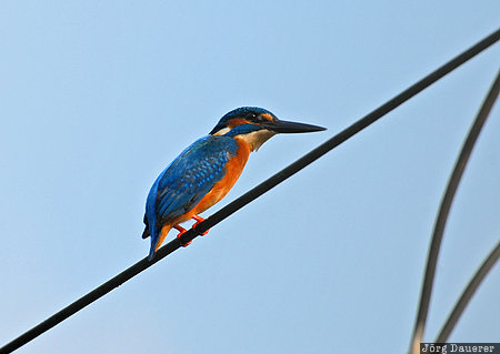 Kingfisher animal, bird, India, Kerala, Kingfisher, Kumarakom