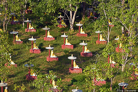 Kadetkan, MMR, Myanmar, Sagaing-Region, bodhi tree, Buddha, green, Monywa, Burma