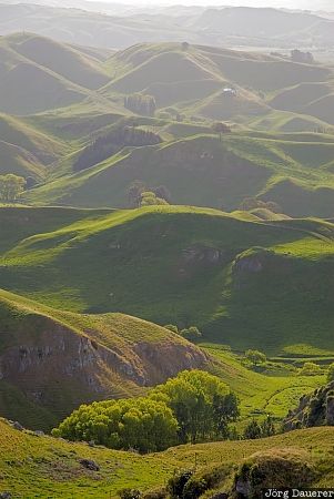New Zealand, Hawke's Bay, Havelock North, North Island, evening light, farmland, green, Neuseeland