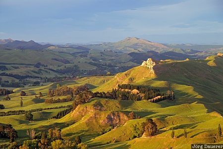 New Zealand, Hawke's Bay, Havelock North, North Island, farmland, green, morning light, Neuseeland