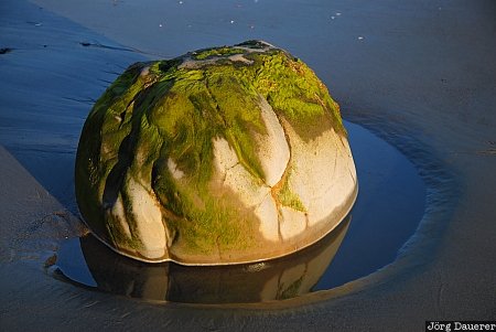 Moeraki Boulder Reflexion New Zealand, Otago, Hampden, Hillgrove, coast, Moeraki Boulders, morning light, Neuseeland