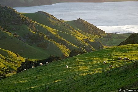 Otago Peninsula New Zealand, Otago, Portobello, Pukehiki, farmland, green, hoopers inlet, Neuseeland