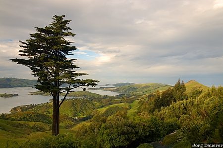 Tree and Farmland New Zealand, Otago, Broad Bay, clouds, farmland, green, otago Peninsula, Neuseeland