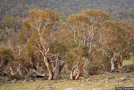 Australia, New South Wales, Kosciuszko National Park, red, tree, snow gum, bark, Australien, Down Under, NSW