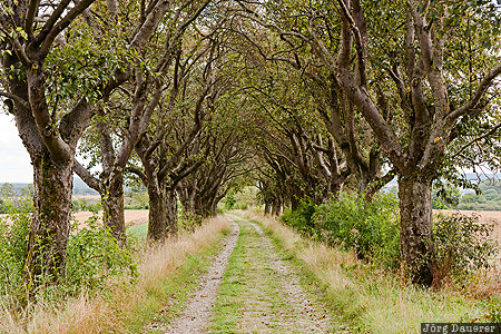 Tree Alley DEU, Germany, Thuringia, Thüringen, alley, avenue of Trees, dirt road, Kefferhausen, Deutschland, Thueringen