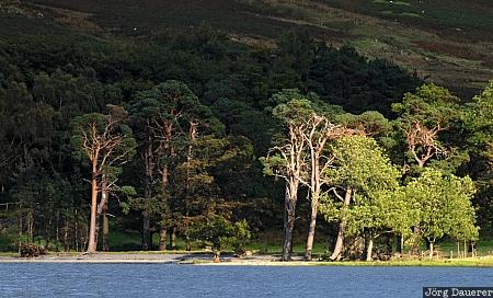 England, Cumbria, Buttermere, trees, lake, green, United Kingdom, Gro&szlig;britannien, Vereinigtes K&ouml;nigreich, Grossbritannien, Vereinigtes Koenigreich