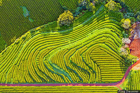 Azores, Porto Formoso, Portugal, PRT, Ch&aacute; Gorreana, green, hills