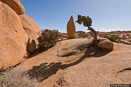 California, Pinto Wye, Twentynine Palms, United States, USA, back-lit, desert, Joshua Tree National Park, Vereinigte Staten, Kalifornien, CA
