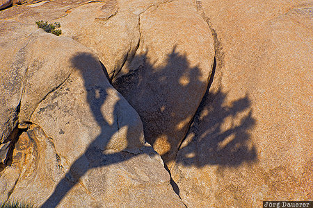 California, Twentynine Palms, United States, USA, evening light, Joshua Tree, Joshua Tree National Park, Vereinigte Staten, Kalifornien, CA