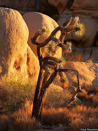 Joshua Tree National Park, Joshua Tree, rocks, morning light, California, United States, Mojave Desert, USA, Vereinigte Staten, Kalifornien, CA