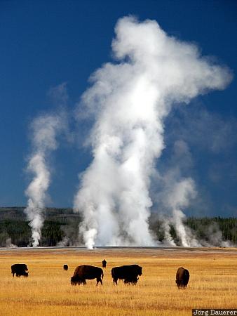 hot water, steam, thermal feature, Midway Geyser Basin, Bisons, United States, herd of bisons, Wyoming, USA, Vereinigte Staten, WY