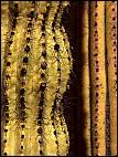 Organ Pipe Cactus