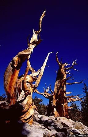 Bristlecone Pines Nevada, United States, Bristlecone Pines, ancient Bristlecone Pines, trees, Great Basin National Park, wood, USA, Vereinigte Staten, NV